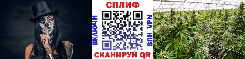 закладки  Строитель  Конопля планчик 